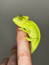 Load image into Gallery viewer, MALE Veiled Chameleons
