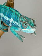 Load image into Gallery viewer, AMBANJA Panther Chameleon: (E21)