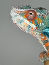Load image into Gallery viewer, AMBILOBE Panther Chameleon male:(J6)