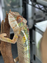 Load image into Gallery viewer, AMBILOBE Panther Chameleon: Frank x Sandy (J6)