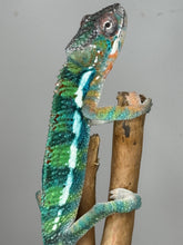 Load image into Gallery viewer, AMBILOBE Panther Chameleon: (J2)