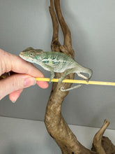 Load image into Gallery viewer, AMBILOBE Panther Chameleon male:(E31)