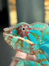 Load image into Gallery viewer, AMBILOBE Panther Chameleon male: (J1)