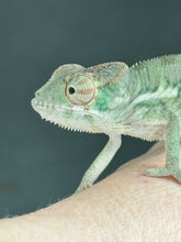 Load image into Gallery viewer, ANKILOBE Panther Chameleon: Ankify x Ambilobe (R10)