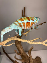Load image into Gallery viewer, AMBANJA Panther Chameleon: (J7)