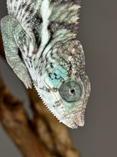 Load image into Gallery viewer, AMBANJA X ANKIFY Panther Chameleon:(F1)
