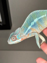 Load image into Gallery viewer, AMBILOBE Male Panther Chameleon: (E33)