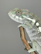 Load image into Gallery viewer, SAMBAVA Panther Chameleon: (E5)