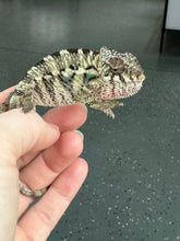 Load image into Gallery viewer, AMBILOBE Panther Chameleon: Sam x Georgia (P10)