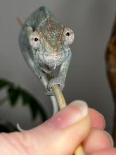 Load image into Gallery viewer, AMBILOBE FEMALE Panther Chameleon: Rogue x Phoenix (S11)