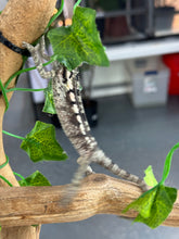Load image into Gallery viewer, SAMBAVA Panther Chameleon: Marley x Mabel (R7)