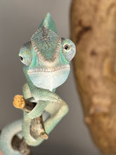 Load image into Gallery viewer, AMBILOBE Panther Chameleon: (E28)