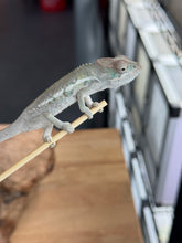 Load image into Gallery viewer, AMBILOBE Panther Chameleon: Sam x Georgia (R7)