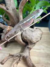 Load image into Gallery viewer, Ambilobe male: Flash x Rocky (J6)