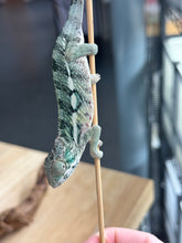 Load image into Gallery viewer, AMBILOBE Panther Chameleon: Frank x Sandy (Q6)
