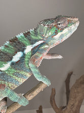 Load image into Gallery viewer, AMBILOBE Male Panther Chameleon: (E14)