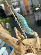 Load image into Gallery viewer, AMBILOBE Panther Chameleon: Frank x Sandy (Q8)