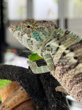 Load image into Gallery viewer, AMBANJA Panther Chameleon: Dubois x Ellie (E7)