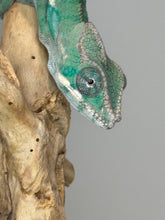 Load image into Gallery viewer, AMBILOBE Male Panther Chameleon: (E36)
