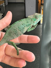 Load image into Gallery viewer, ANKILOBE Panther Chameleon: Ankify x Ambilobe (S7)