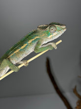 Load image into Gallery viewer, Ambilobe male panther chameleon: Flash x Opal (E24)