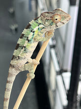 Load image into Gallery viewer, Ambilobe male: Starburst x Margaret (R3)