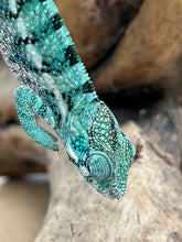 Load image into Gallery viewer, AMBANJA/NOSY FALY male (E16)