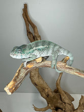 Load image into Gallery viewer, Designer Panther Chameleon: (E16)