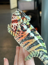Load image into Gallery viewer, AMBILOBE Panther Chameleon: WC Hawkeye x Nugget (C11)