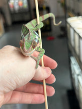 Load image into Gallery viewer, SAMBAVA Panther Chameleon: Marley x Mabel (J1)