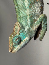 Load image into Gallery viewer, AMBANJA X ANKIFY Panther Chameleon:(J10)