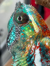 Load image into Gallery viewer, AMBILOBE male: WC Hawkeye x Nugget (J12)