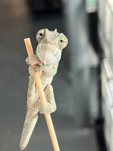 Load image into Gallery viewer, Ambilobe male: Flash x Lucia (I4)