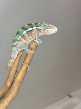 Load image into Gallery viewer, AMBILOBE Male Panther Chameleon: (E1)