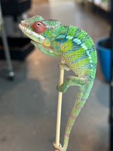 Load image into Gallery viewer, AMBILOBE Panther Chameleon: Jimmy Walker x Dianne (S19)