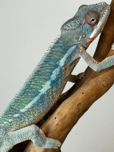 Load image into Gallery viewer, AMBILOBE Male Panther Chameleon: (E33)