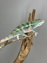 Load image into Gallery viewer, AMBILOBE Panther Chameleon: (E23)