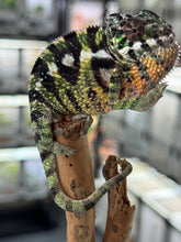 Load image into Gallery viewer, SAMBAVA Panther Chameleon: Marley x Mabel (Q11)