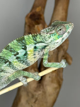 Load image into Gallery viewer, Ambilobe Male Panther Chameleon: Flash x Opal (E21)