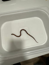 Load image into Gallery viewer, Apricot Pueblan Milk Snake- (MS2)