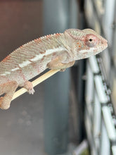 Load image into Gallery viewer, AMBILOBE Panther Chameleon: Starburst x Margaret (I8)
