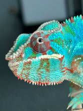 Load image into Gallery viewer, AMBILOBE Panther Chameleon male: (J1)