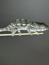 Load image into Gallery viewer, AMBILOBE FEMALE Panther Chameleon: Rogue x Phoenix (S3)