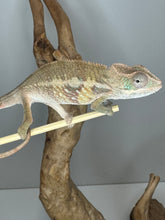Load image into Gallery viewer, AMBILOBE Panther Chameleon male: (E1)