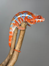 Load image into Gallery viewer, AMBILOBE Panther Chameleon: (E34)