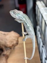 Load image into Gallery viewer, AMBILOBE Panther Chameleon: Sam x Georgia (R7)