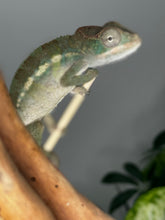 Load image into Gallery viewer, AMBILOBE male panther chameleon: Flash x Opal (R1)