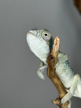 Load image into Gallery viewer, AMBILOBE Panther Chameleon: (E21)