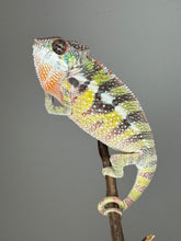 Load image into Gallery viewer, SAMBAVA Panther Chameleon: (E11)