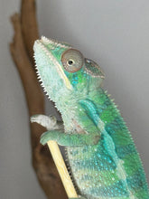 Load image into Gallery viewer, AMBILOBE Male Panther Chameleon: (E10)